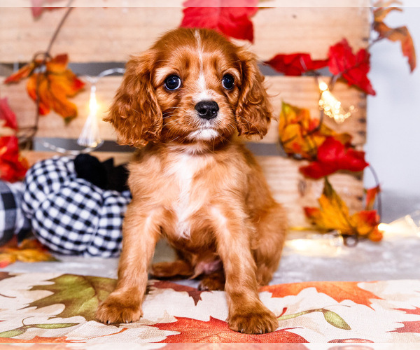 Medium Photo #27 Cavalier King Charles Spaniel Puppy For Sale in WAKARUSA, IN, USA