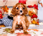 Puppy 4 Cavalier King Charles Spaniel