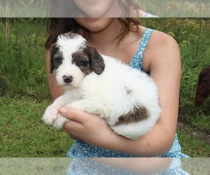 Bernedoodle Puppy for sale in FOXWORTH, MS, USA