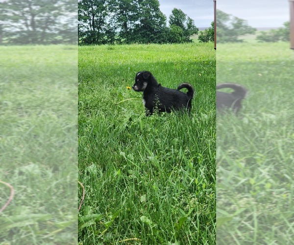 Medium Photo #6 Alaskan Klee Kai-Pomeranian Mix Puppy For Sale in GREENWOOD, WI, USA
