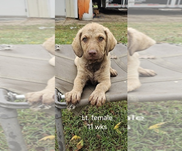 Medium Photo #13 Chesapeake Bay Retriever Puppy For Sale in Cordele, GA, USA
