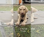 Small #12 Chesapeake Bay Retriever