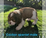 Small #1 Cocker Spaniel