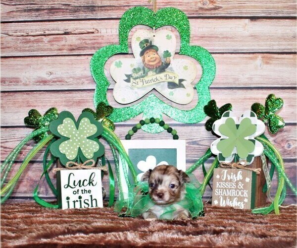 Medium Photo #13 Chihuahua Puppy For Sale in CHARLESTON, AR, USA