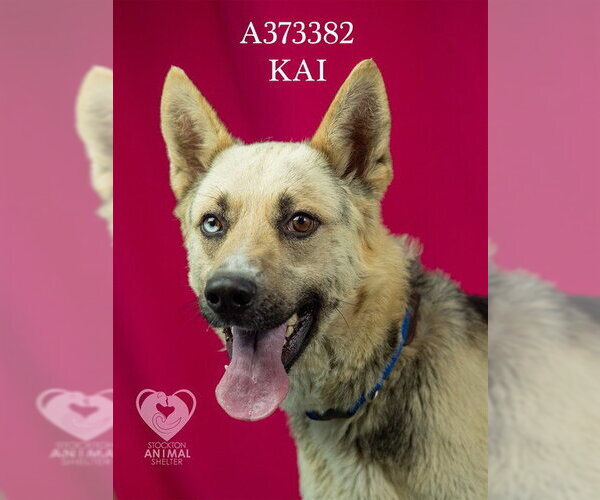 Medium Photo #2 German Shepherd Dog Puppy For Sale in Stockton, CA, USA