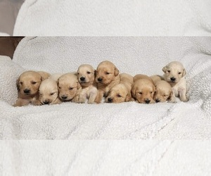 Golden Retriever Puppy for sale in AIKEN, SC, USA