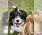 Small #4 Miniature Bernedoodle