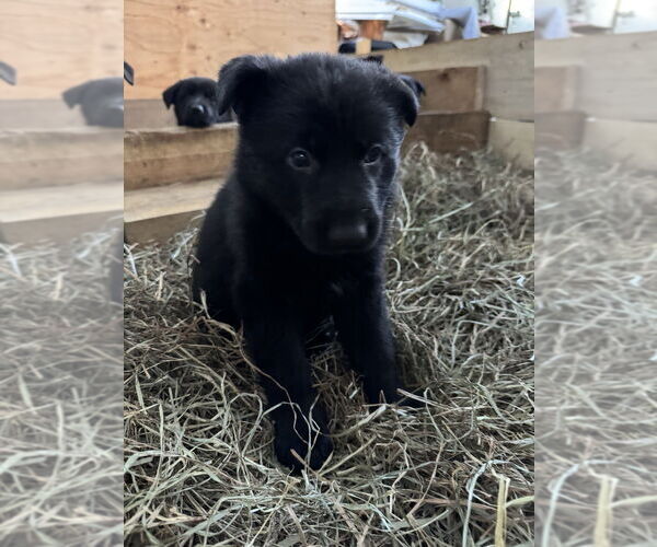 Medium Photo #3 German Shepherd Dog Puppy For Sale in Brewster, NY, USA