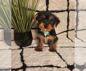 Yorkshire Terrier Puppy for sale in INDIANAPOLIS, IN, USA