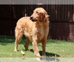 Small #2 Golden Retriever