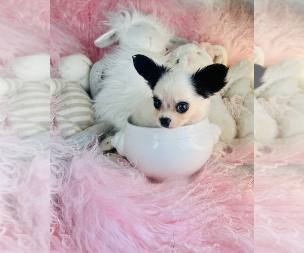Medium Photo #18 Chihuahua Puppy For Sale in MIAMI, FL, USA