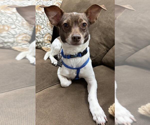 Medium Photo #8 Chihuahua Puppy For Sale in Mundelein, IL, USA