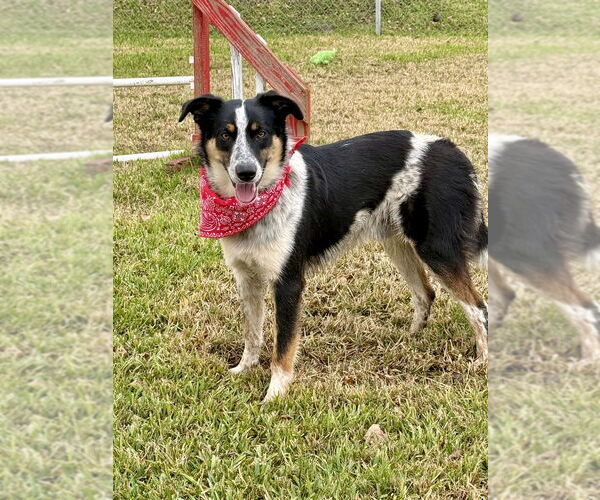 Medium Photo #1 Border Collie-Unknown Mix Puppy For Sale in San Leon, TX, USA