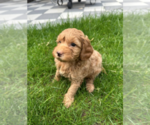Small #1 Goldendoodle (Miniature)