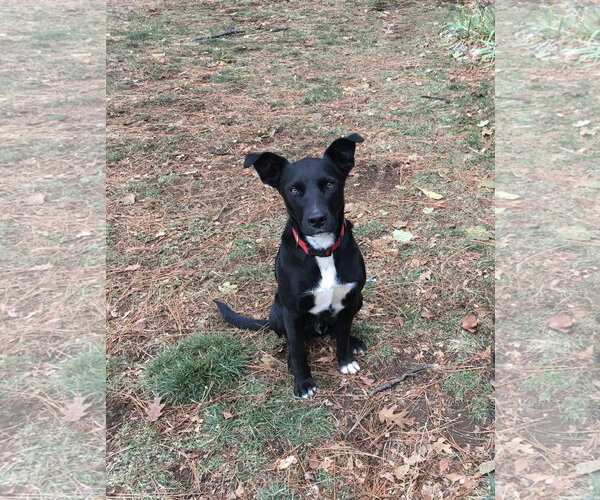 Medium Photo #1 Labrador Retriever-Unknown Mix Puppy For Sale in SHERBURNE, NY, USA