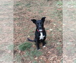 Small Labrador Retriever Mix
