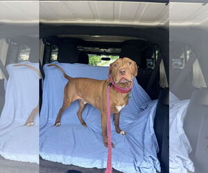 American Pit Bull Terrier-Unknown Mix Dogs for adoption in Rockaway, NJ, USA