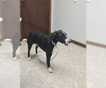 Small #11 Labrador Retriever Mix