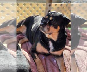 Rottweiler-Unknown Mix Dogs for adoption in Holly Springs, NC, USA
