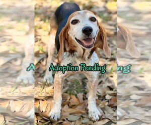Beagle Dogs for adoption in Dunnellon, FL, USA