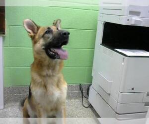 German Shepherd Dog Dogs for adoption in Murfreesboro, TN, USA