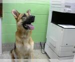 Small German Shepherd Dog