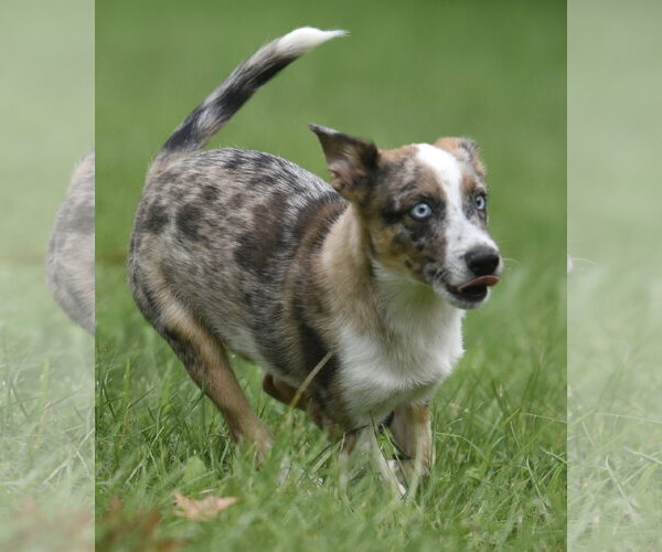 Medium Photo #6 Mutt Puppy For Sale in Mechanicsburg, PA, USA