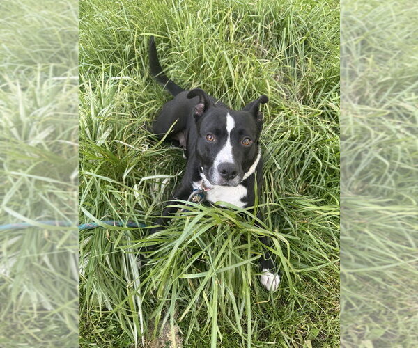 Medium Photo #6 Mutt Puppy For Sale in Springdale, PA, USA