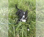 Small #5 Mutt