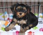 Small Photo #2 Yorkshire Terrier Puppy For Sale in ORO VALLEY, AZ, USA