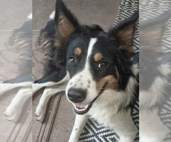 Medium Photo #1 Border Collie-Unknown Mix Puppy For Sale in Cromwell, KY, USA