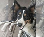Small Border Collie Mix