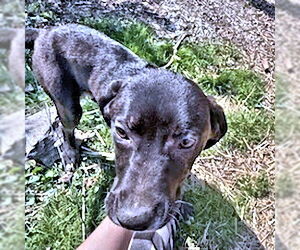 Golden Shepherd Dogs for adoption in Rutherfordton, NC, USA