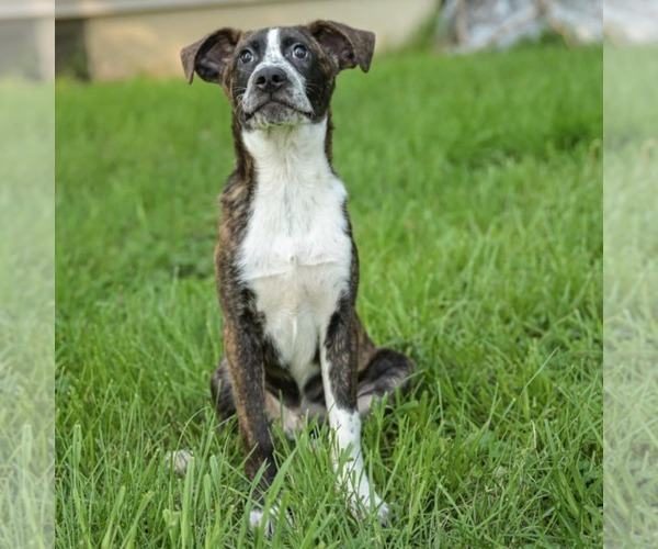 Medium Photo #4 Bulldog-Unknown Mix Puppy For Sale in SHERBURNE, NY, USA