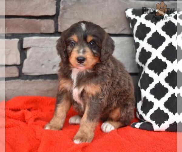 Medium Photo #8 Miniature Bernedoodle Puppy For Sale in MILLERSBURG, OH, USA