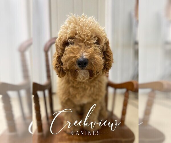 Medium Photo #1 Havapoo Puppy For Sale in NIANGUA, MO, USA