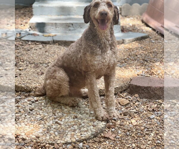 Medium Photo #7 Mutt Puppy For Sale in Yardley, PA, USA
