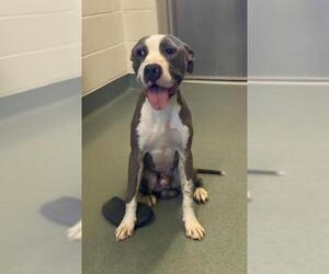 Bullboxer Pit Dogs for adoption in Baytown, TX, USA