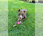 Small #11 American Pit Bull Terrier Mix