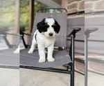 Small #3 Miniature Bernedoodle