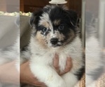 Small #8 Australian Shepherd