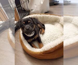 Chihuahua-Poodle (Toy) Mix Puppy for sale in PASADENA, CA, USA