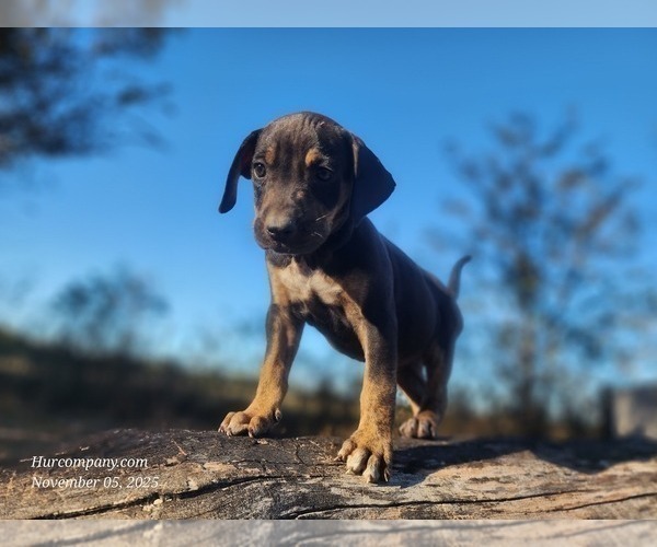 Medium Photo #7 Catahoula Leopard Dog Puppy For Sale in CUMBY, TX, USA