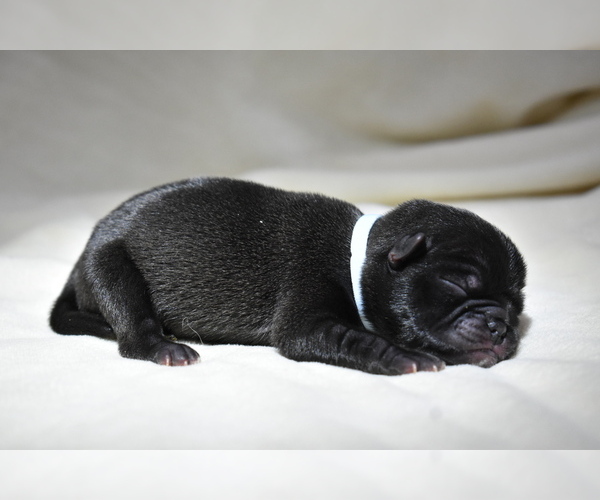 Medium Photo #4 Pug Puppy For Sale in PALM COAST, FL, USA