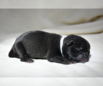 Small #3 Pug