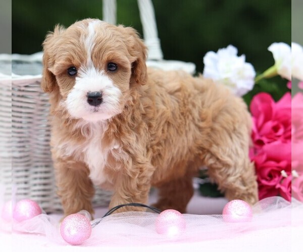 Medium Photo #2 Cavapoo Puppy For Sale in JONES, MI, USA