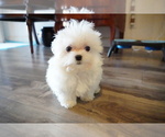 Small Photo #13 Maltese Puppy For Sale in LOS ANGELES, CA, USA