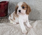 Puppy Beau Cavalier King Charles Spaniel