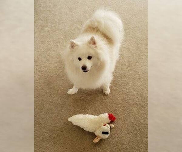Medium Photo #3 American Eskimo Dog Puppy For Sale in Pikesville, MD, USA