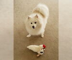 Small #2 American Eskimo Dog